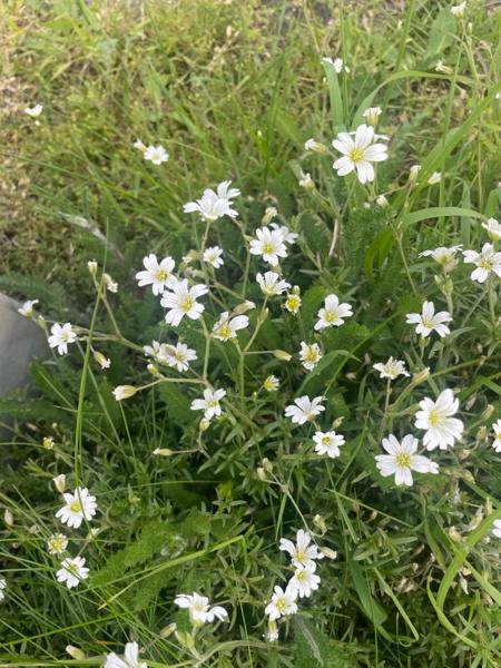 Field mouse-ear (Cerastium arvense)